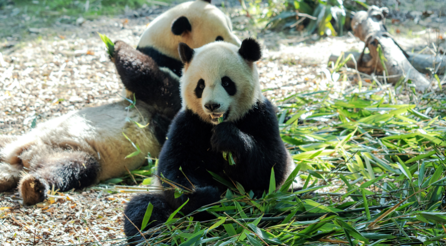 La Chine Fantastique