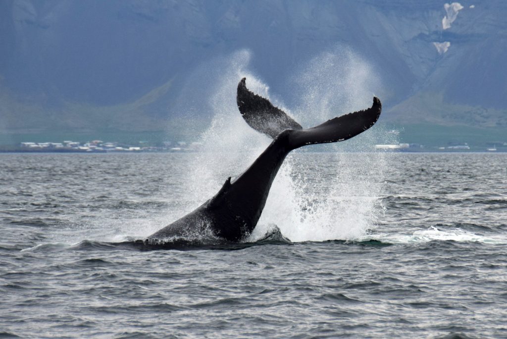 雷克雅未克-出海观鲸-南岸 | 乘船出海观看鲸鱼